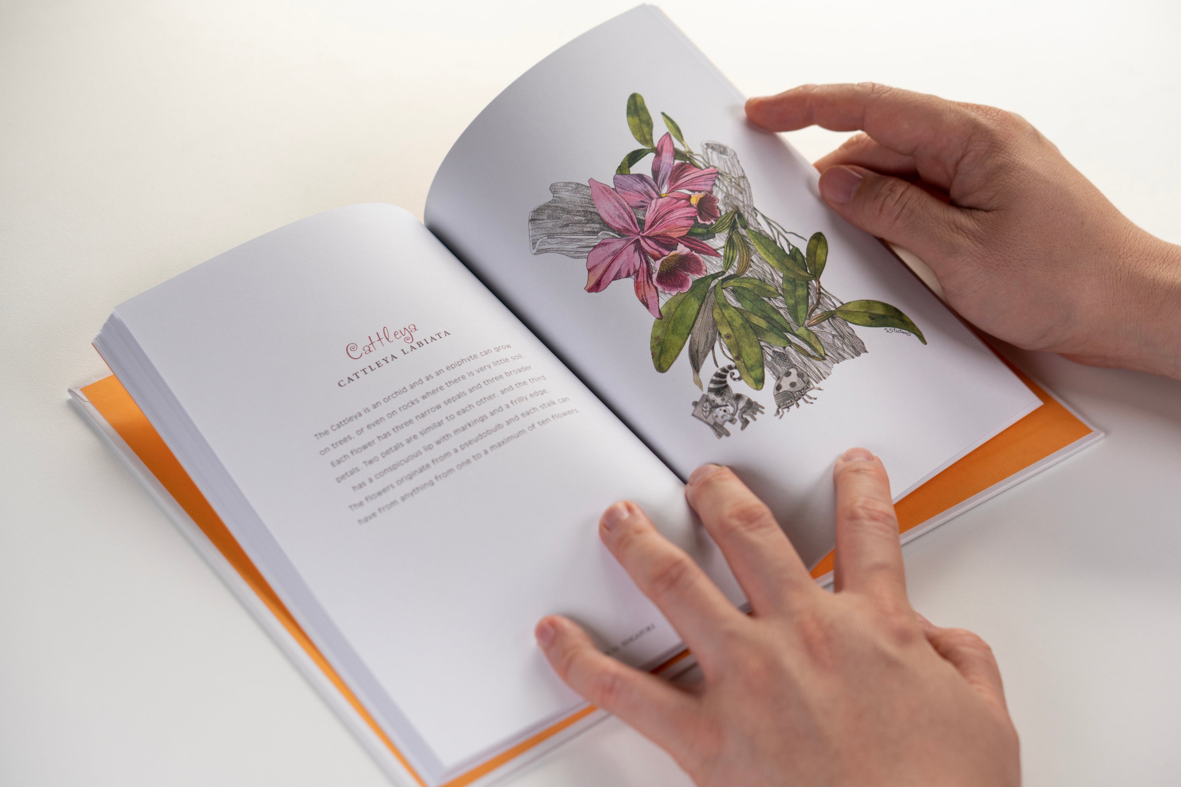 Botanical Singapore : An illustrated guide to popular plants and flowers