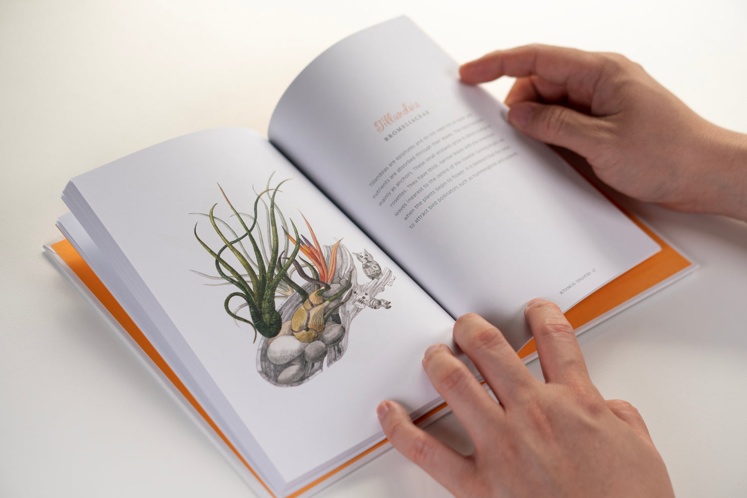 Botanical Singapore : An illustrated guide to popular plants and flowers