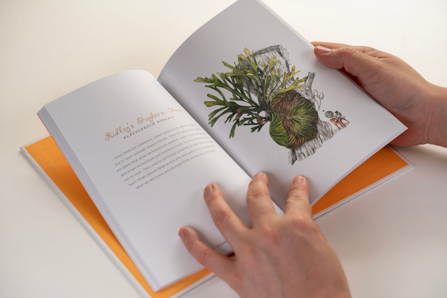 Botanical Singapore : An illustrated guide to popular plants and flowers